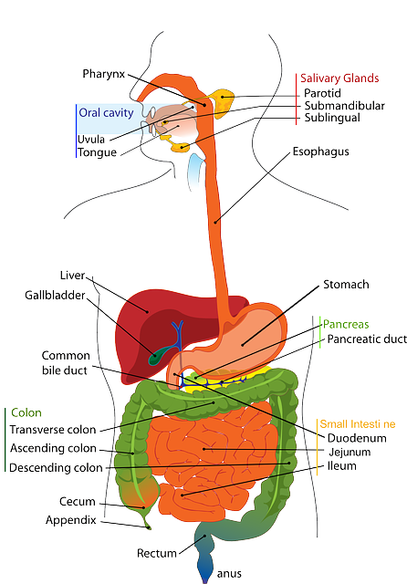 Ideální délka diety po operaci žlučníku