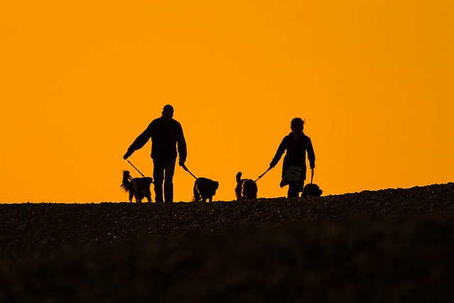 7. ‍Doporučení pro majitele psů s močovými kameny: Jak minimalizovat riziko⁣ návratu?