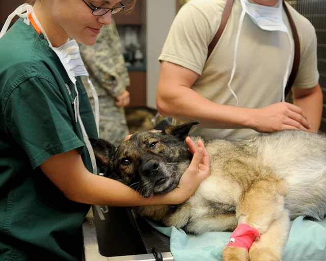 Doporučení při hledání‍ veterináře specializovaného na léčbu šedého zákalu u ⁤psa