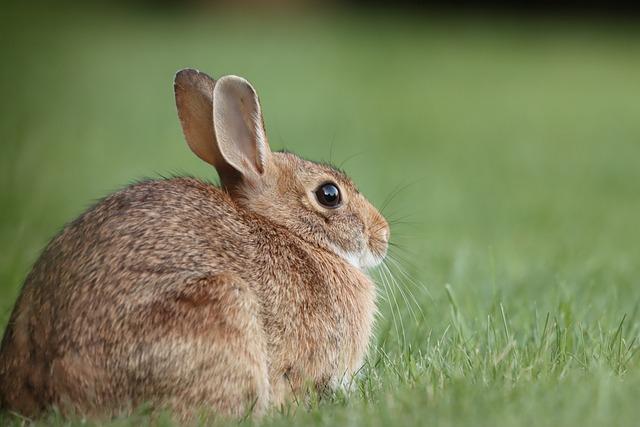 Proč má králík žluté zuby: Důvody a faktory spojené s touto barevnou změnou