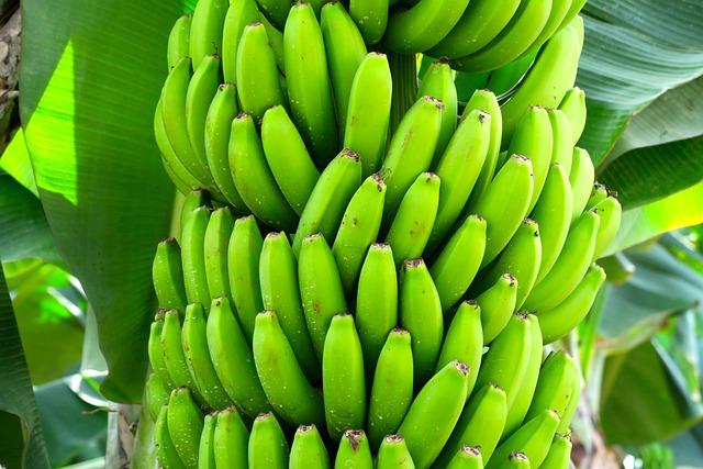 - Banánová slupka jako součást ekologičtějšího přístupu k péči o zuby