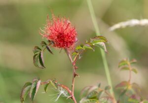 Operace žlučníku doba rekonvalescence: Jak dlouho trvá zotavení po operaci žlučníku? 3 Operace žlučníku doba rekonvalescence: Jak dlouho trvá zotavení po operaci žlučníku?