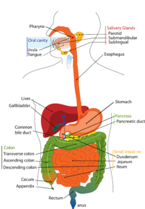 Jak se chovat po operaci žlučníku – Péče o zdraví po výkonu